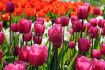 tulipa darwin hybrid lady van eyk 12 cm 500 pplastic crate