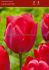 tulipa darwin hybrid lady van eyk 12 cm 500 pplastic tray
