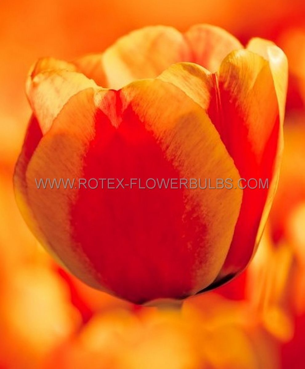 tulipa darwin hybrid lightning sun 12 cm 100 pbinbox