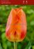 tulipa darwin hybrid lightning sun 12 cm 100 pbinbox