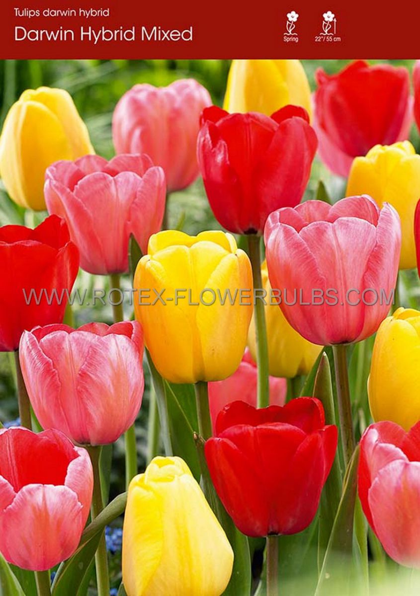 tulipa darwin hybrid mix 12 cm 500 pplastic tray