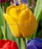 tulipa darwin hybrid novi sun 12 cm 100 pbinbox