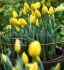 tulipa darwin hybrid novi sun 12 cm 15 quality pkgsx 6