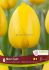 Tulipa Darwin Hybrid Novi Sun 12 cm. 15 Quality Pkgs.x 6