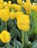 Tulipa Darwin Hybrid Novi Sun 12 cm. 15 Quality Pkgs.x 6