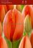tulipa darwin hybrid orange balloon 12 cm 100 pbinbox
