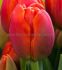 tulipa darwin hybrid orange van eyk 12 cm 500 pplastic tray