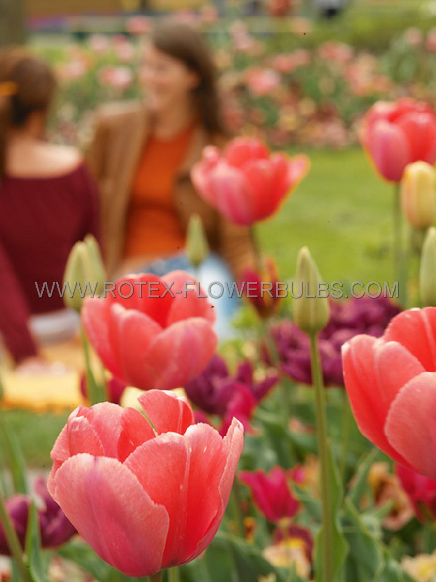 tulipa darwin hybrid orange van eyk 12 cm 500 pplastic tray