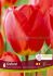 tulipa darwin hybrid oxford 12 cm 15 quality pkgsx 6