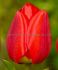 tulipa darwin hybrid oxford jumbo size 14 cm 300 loose pplastic crate