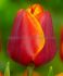tulipa darwin hybrid oxfords elite 12 cm 500 loose pplastic crate