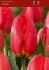tulipa darwin hybrid parade 12 cm 100 loose pbinbox