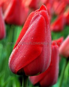 Tulipa Darwin Hybrid ‘Parade‘ 12/+ cm. (500 Loose p.Plastic Crate)