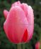 tulipa darwin hybrid pink impression 12 cm 15 pkgsx 6