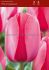 tulipa darwin hybrid pink impression 12 cm 500 pplastic crate