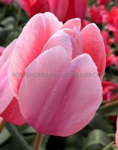 Tulipa Darwin Hybrid ‘Pink Pride‘ 12/+ cm. (15 Quality Pkgs.x 6)