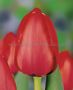 TULIPA DARWIN HYBRID ‘RED IMPRESSION‘ 12/+ CM. (100 LOOSE P.BINBOX)