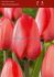 tulipa darwin hybrid red impression 12 cm 100 loose pbinbox