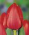 tulipa darwin hybrid red impression 12 cm 500 loose pplastic crate