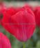 tulipa darwin hybrid red van eyk 12 cm 100 loose pbinbox