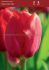 tulipa darwin hybrid red van eyk 12 cm 100 loose pbinbox