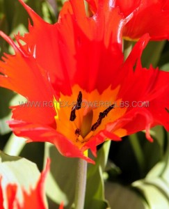 Tulipa Darwin Hybrid ‘Robbedoes‘ 12/+ cm. (15 Quality Pkgs.x 6)