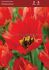 Tulipa Darwin Hybrid Robbedoes 12 cm. 15 Quality Pkgs.x 6