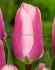 tulipa darwin hybrid russian princess 12 cm 100 loose pbinbox