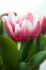 tulipa darwin hybrid russian princess 12 cm 100 loose pbinbox