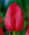 tulipa darwin hybrid van eyk 12 cm 500 loose pplastic crate