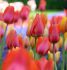 Tulipa Darwin Hybrid Van Eyk Garden Mix 12 cm. 15 Quality Pkgs.x 6