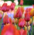 tulipa darwin hybrid van eyk garden mix 12 cm 500 pplastic crate