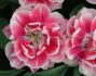 tulipa double early columbus 12 cm 15 pkgsx 6