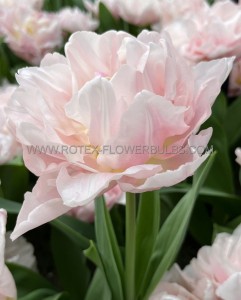 Tulipa Double Early ‘Dreamer‘ 12/+ cm. (15 Quality Pkgs.x 6) Tulipa Double Early ‘Dreamer‘ 12/+ cm. (15 Quality Pkgs.x 6)