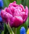 tulipa double early margarita 12 cm 15 quality pkgsx 6