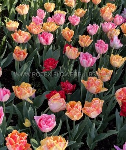 Tulipa Double Early ‘Mix‘ 12/+ cm. (500 Loose p.Plastic Crate) Tulipa Double Early ‘Mix‘ 12/+ cm. (500 Loose p.Plastic Crate)