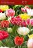 tulipa double early mix 12 cm 500 loose pplastic crate