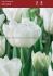 tulipa double early mondial 12 cm 100 pbinbox