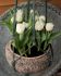 tulipa double early mondial 12 cm 15 pkgsx 6