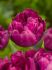 Tulipa Double Early Royal Acres 12 cm. 100 Loose p.Binbox