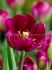 Tulipa Double Early Royal Acres 12 cm. 100 Loose p.Binbox