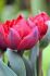 tulipa double early scarlet verona 12 cm 100 pbinbox