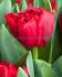 tulipa double early scarlet verona 12 cm 15 pkgsx 6