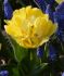tulipa double early secret perfume 12 cm 100 loose pbinbox