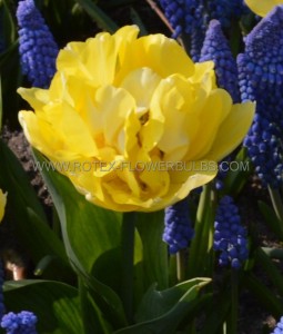 Tulipa Double Early ‘Secret Perfume‘ 12/+ cm. (15 Quality Pkgs.x 6) Tulipa Double Early ‘Secret Perfume‘ 12/+ cm. (15 Quality Pkgs.x 6)