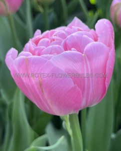 Tulipa Double Late ‘Amazing Grace‘ 12/+ cm. (100 Loose p.Binbox) Tulipa Double Late ‘Amazing Grace‘ 12/+ cm. (100 Loose p.Binbox)