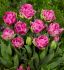 tulipa double late aveyron 12 cm 100 loose pbinbox