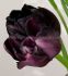 tulipa double late black hero 12 cm 100 pbinbox