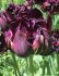 tulipa double late black hero 12 cm 15 quality pkgsx 6