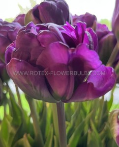 Tulipa Double Late ‘Blue Wow‘ 12/+ cm. (15 Quality Pkgs.x 6) Tulipa Double Late ‘Blue Wow‘ 12/+ cm. (15 Quality Pkgs.x 6)